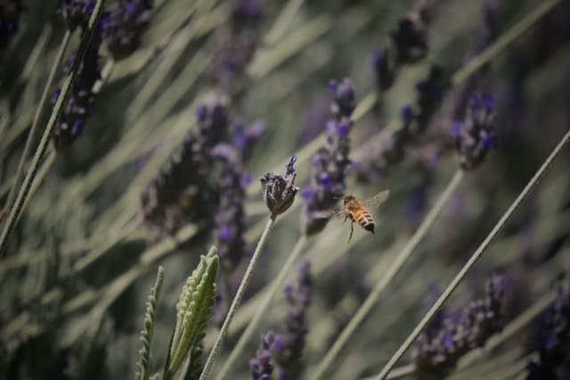 A bee hovering near purple lavender flowers in a field