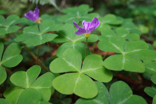 A cluster of green clover leaves with a few small purple flowers emerging from the foliage
