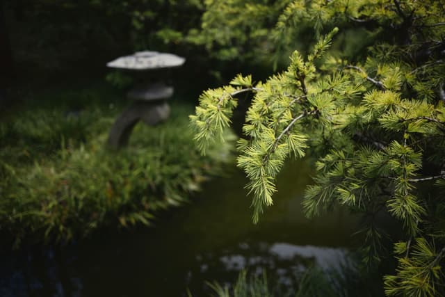 A serene garden scene with lush green foliage in the foreground and a stone lantern near a pond in the background