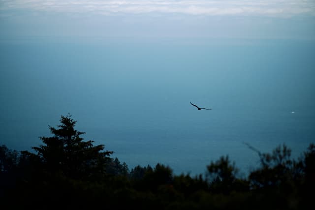 A bird soaring over a landscape with trees in the foreground and a vast, hazy sky and sea in the background