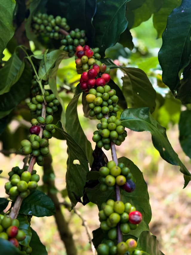 Close-up of ripening coffee cherries on a coffee plant with green and red berries among dark green leaves