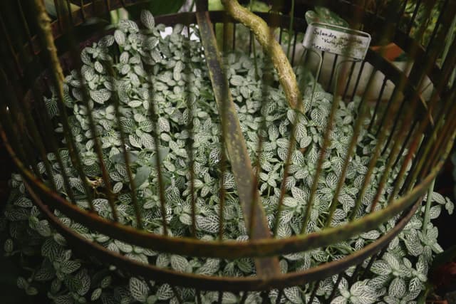 A birdcage filled with lush green plants, surrounded by a rustic metal frame