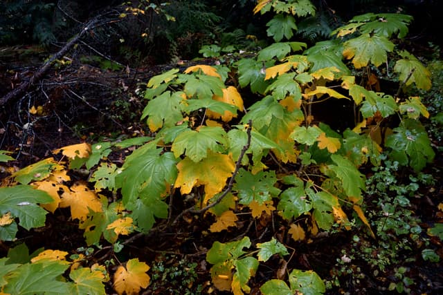 Green and yellow autumn leaves on a forest shrub against a dark woodland background