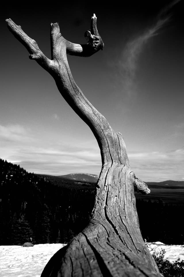 A black and white photograph of a twisted, leafless tree against a mountainous landscape and sky