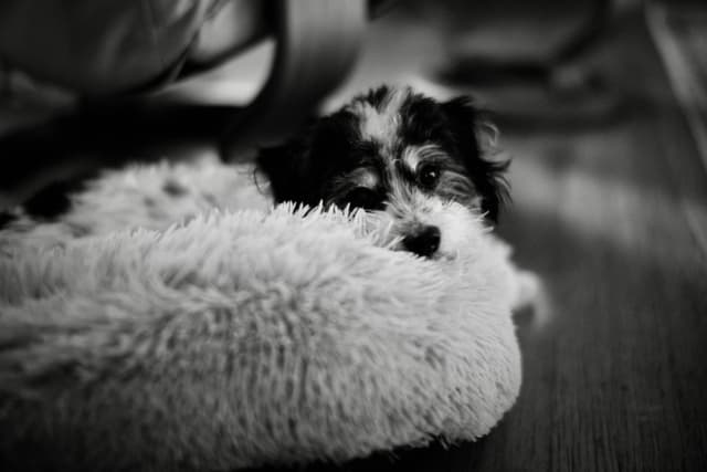 A small dog peeks over a fluffy white cushion