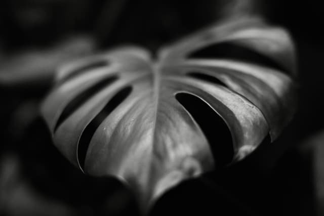 Close-up of a monstera leaf in low-key lighting with a shallow depth of field