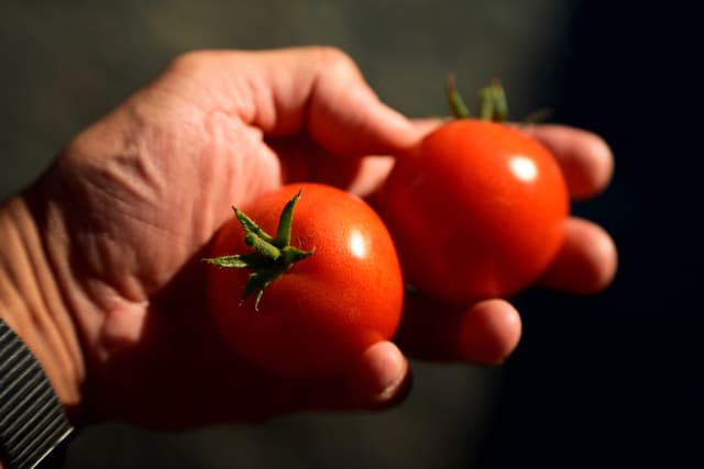 A hand holding two ripe, red tomatoes with green stems