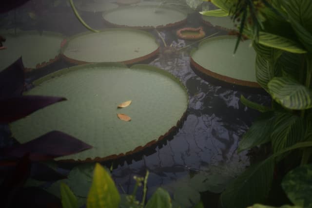 Large lily pads floating on a pond surrounded by lush green foliage
