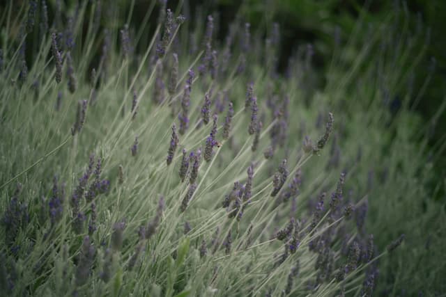 Lavender plants with purple flowers and green stems, set against a blurred background