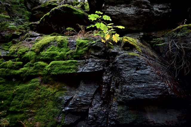 Moss-covered rock face with dark, wet stone and a small green plant sprouting from a crevice