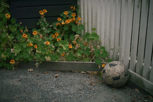 A worn soccer ball rests on a gravel surface near a white wooden fence, with yellow flowers and green foliage in the background