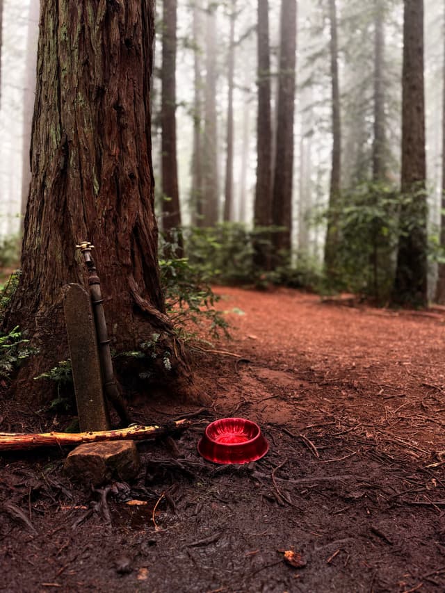 A misty forest scene with tall trees, a red bowl on the ground, and a wooden walking stick leaning against a tree