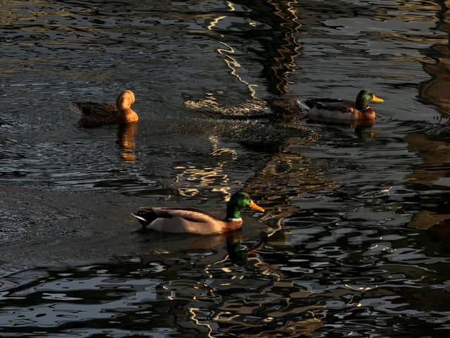 Three ducks, including two male mallards with green heads, swim across rippling, golden-lit water