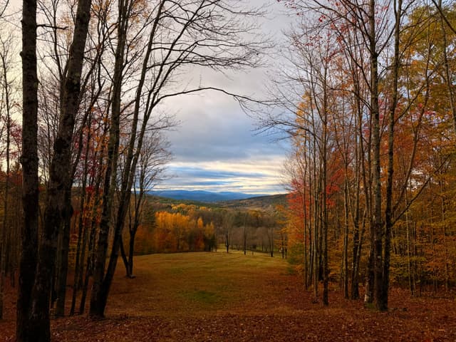 Autumn forest with a grassy clearing leading to distant hills under a cloudy sky