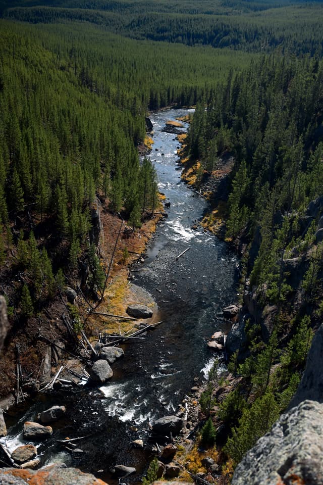 A narrow river with rapids winds through a dense pine forest and rocky canyon, viewed from a high overlook