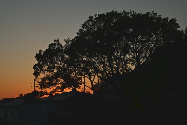 A silhouette of large trees against a sunset sky with hues of orange and darkening blue