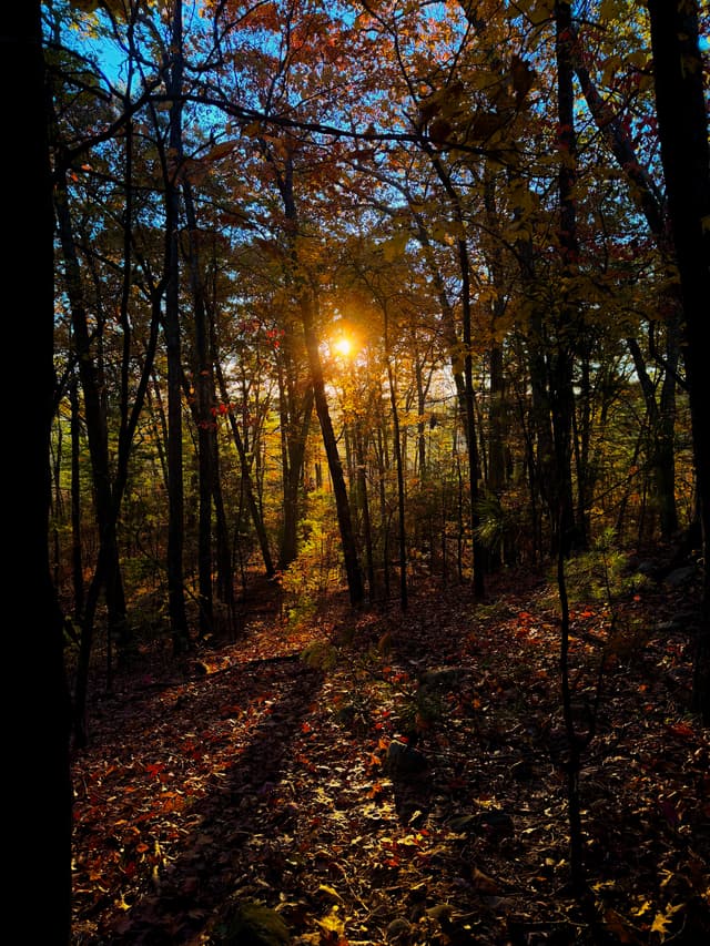 Golden sun filtering through fall foliage, casting long shadows along a leaf-covered woodland trail