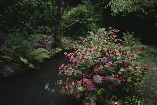 A lush garden scene with a small pond, surrounded by vibrant foliage and various plants, including ferns and flowering bushes