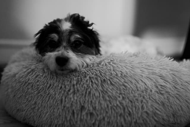 A small dog resting on a fluffy bed, captured in black and white