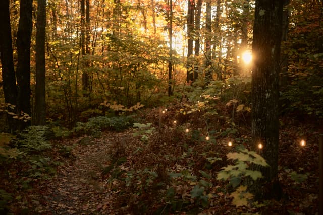 Sunlit autumn forest with a narrow leaf-strewn path lined by small string lights, golden foliage glowing in the evening