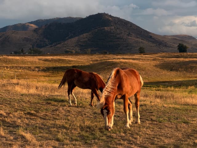 Two horses grazing on a sunlit grassy plain with rolling hills and moody clouds in the background