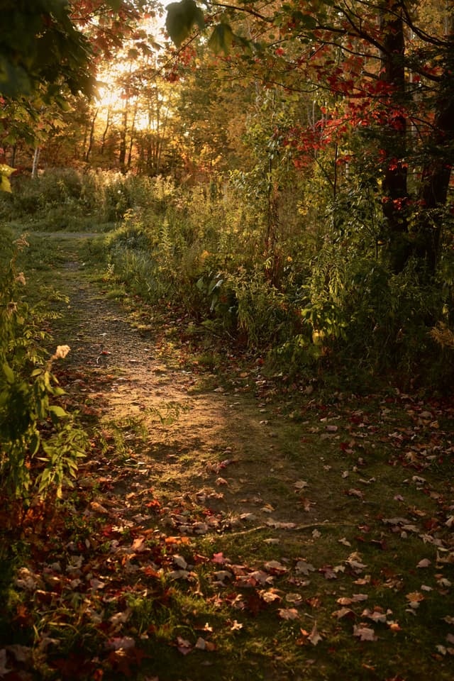 Sunlit forest path in autumn, dappled with fallen leaves and warm golden light filtering through the trees