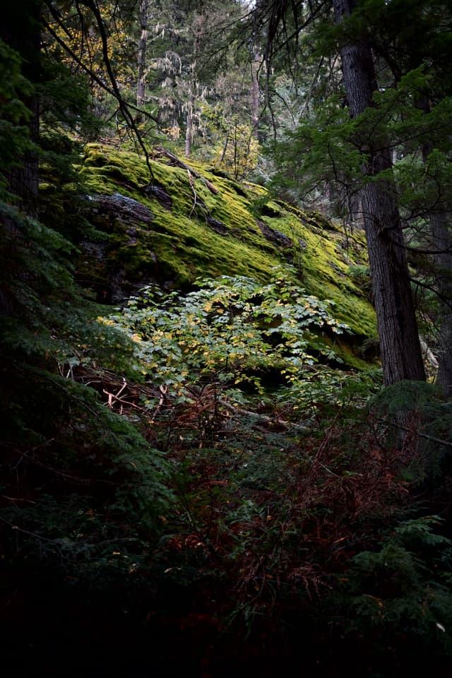 Moss-covered rock slope in a dense, shaded forest with ferns and tall conifers
