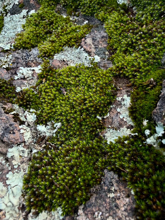 Green moss and pale lichen growing in irregular patches across rough stone