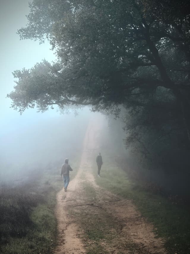 Two people walking along a dirt path that disappears into thick fog beneath overhanging trees