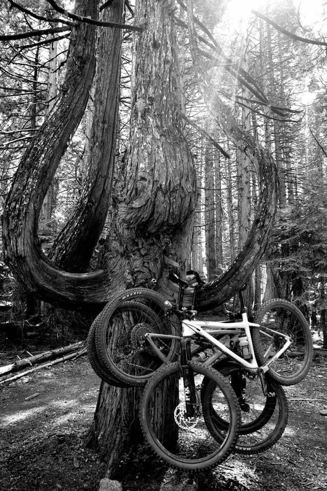 A black and white scene featuring a bicycle leaning against a uniquely shaped tree with twisted branches in a forest setting. Sunlight filters through the trees