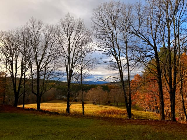 Late-autumn landscape with leafless trees, a sunlit golden field, and distant hills under a partly cloudy sky