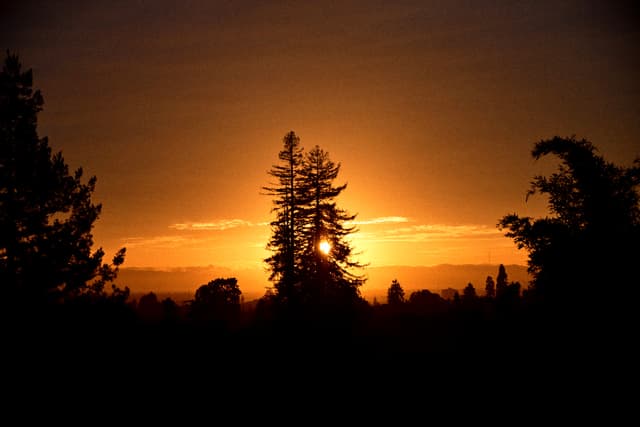 Silhouetted trees stand against a vivid orange sunset glowing along the horizon