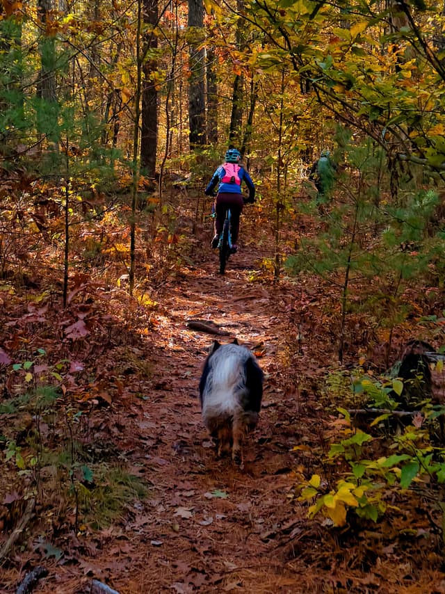 Hiker with backpack leading a dog along a leaf-covered forest path in autumn