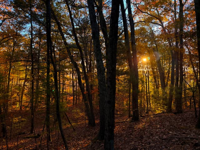 Sunlight filtering through autumn woodland with fallen leaves on the forest floor