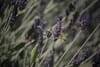 A bee hovering near purple lavender flowers in a field