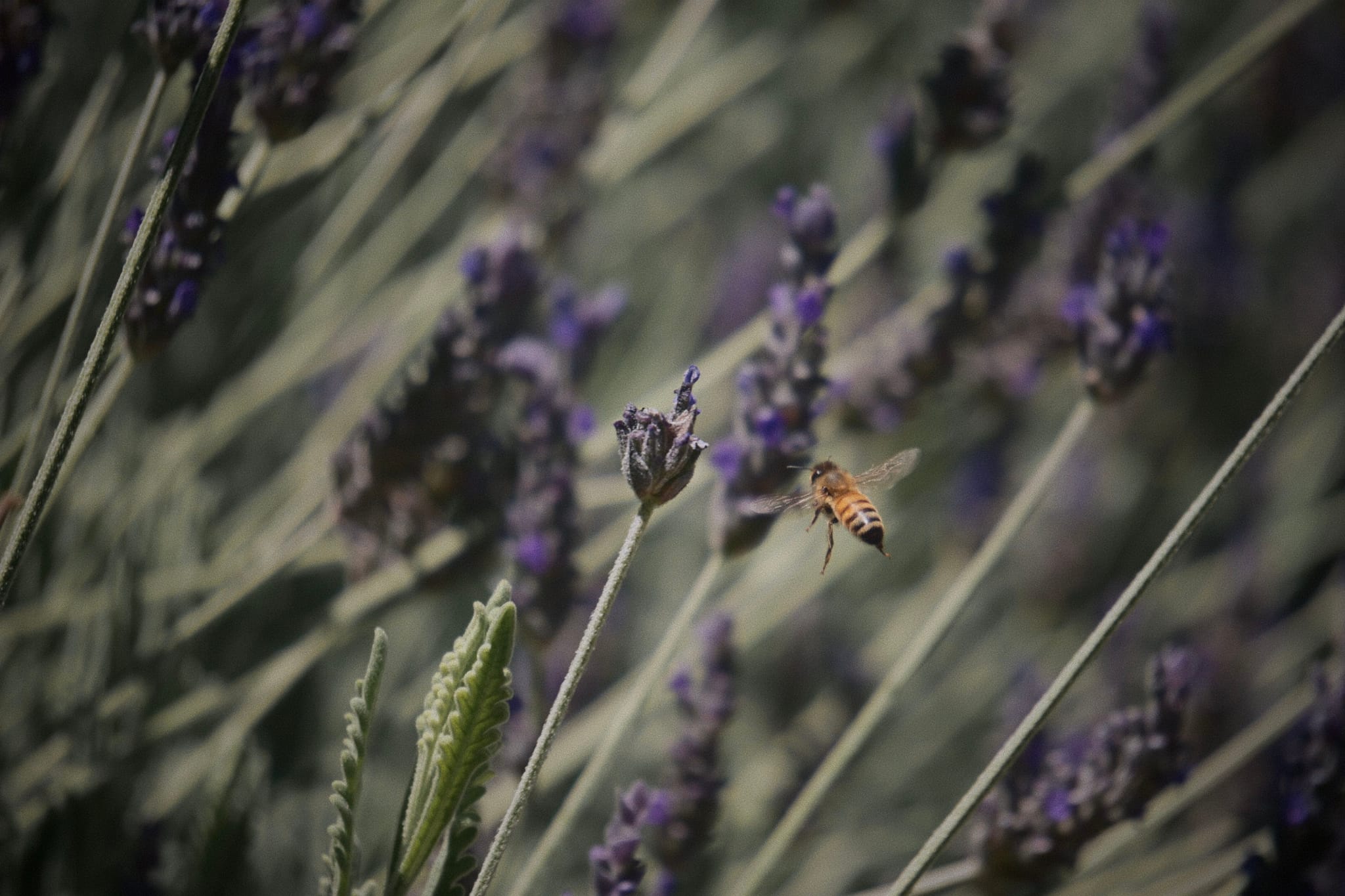 A bee hovering near purple lavender flowers in a field