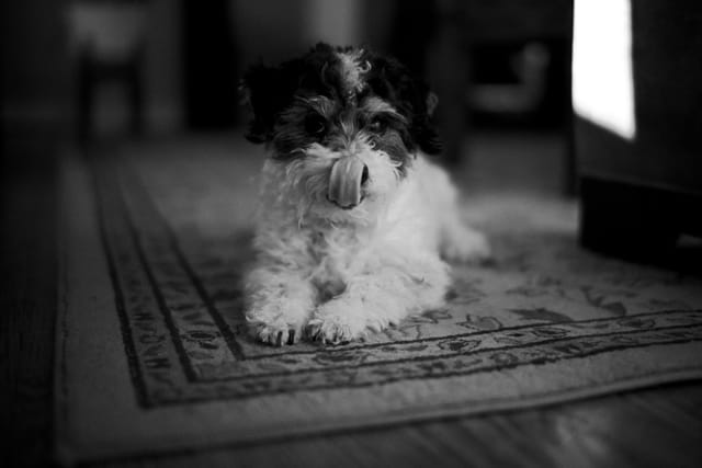 Small puppy lying on a patterned rug in a dim indoor hallway with light from a doorway
