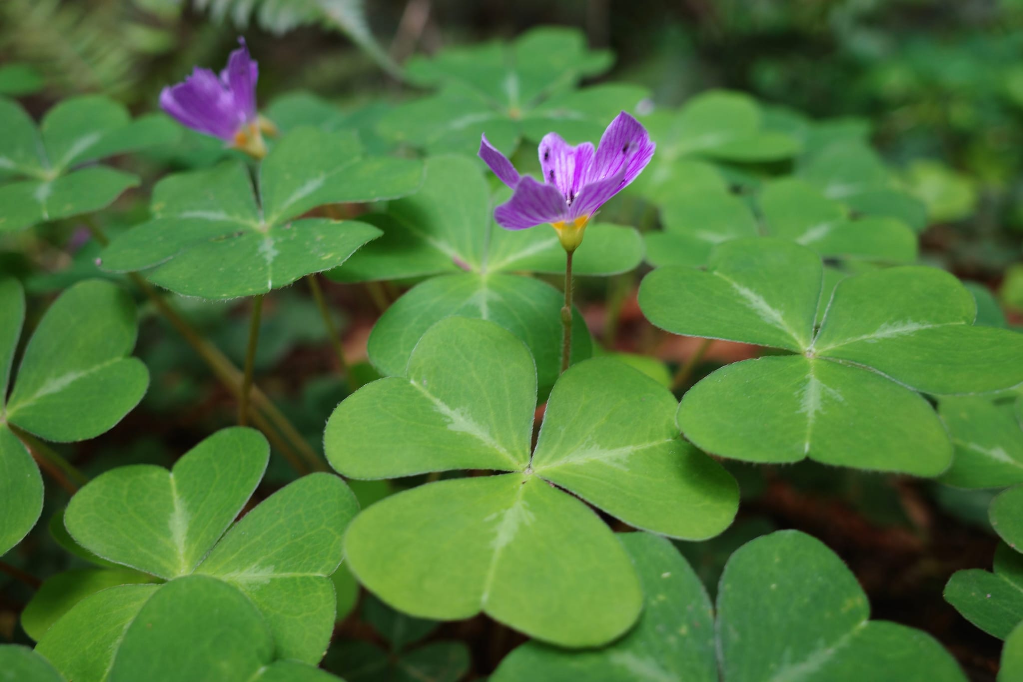 A cluster of green clover leaves with a few small purple flowers emerging from the foliage