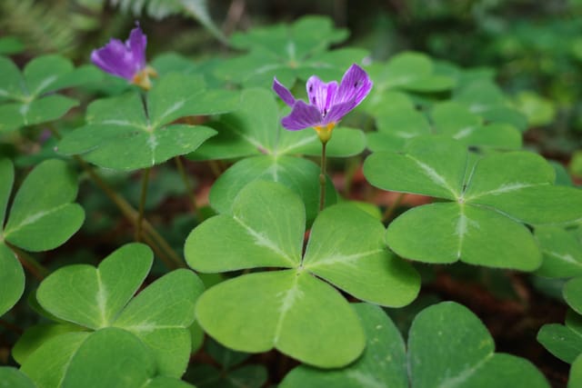 A cluster of green clover leaves with a few small purple flowers emerging from the foliage