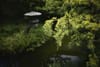 A serene garden scene with lush green foliage in the foreground and a stone lantern near a pond in the background
