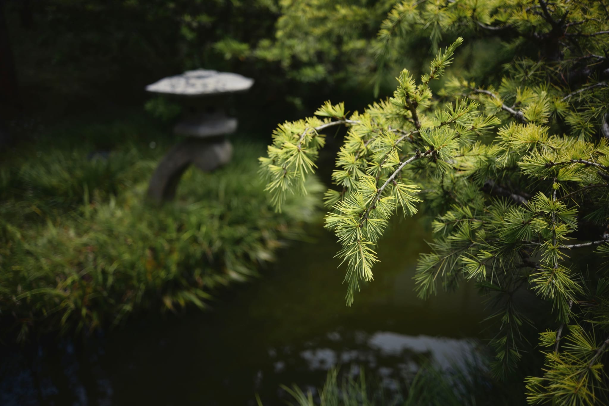 A serene garden scene with lush green foliage in the foreground and a stone lantern near a pond in the background