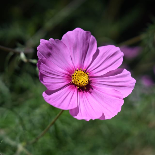 A vibrant pink flower with a yellow center against a blurred green background