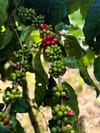 Close-up of ripening coffee cherries on a coffee plant with green and red berries among dark green leaves