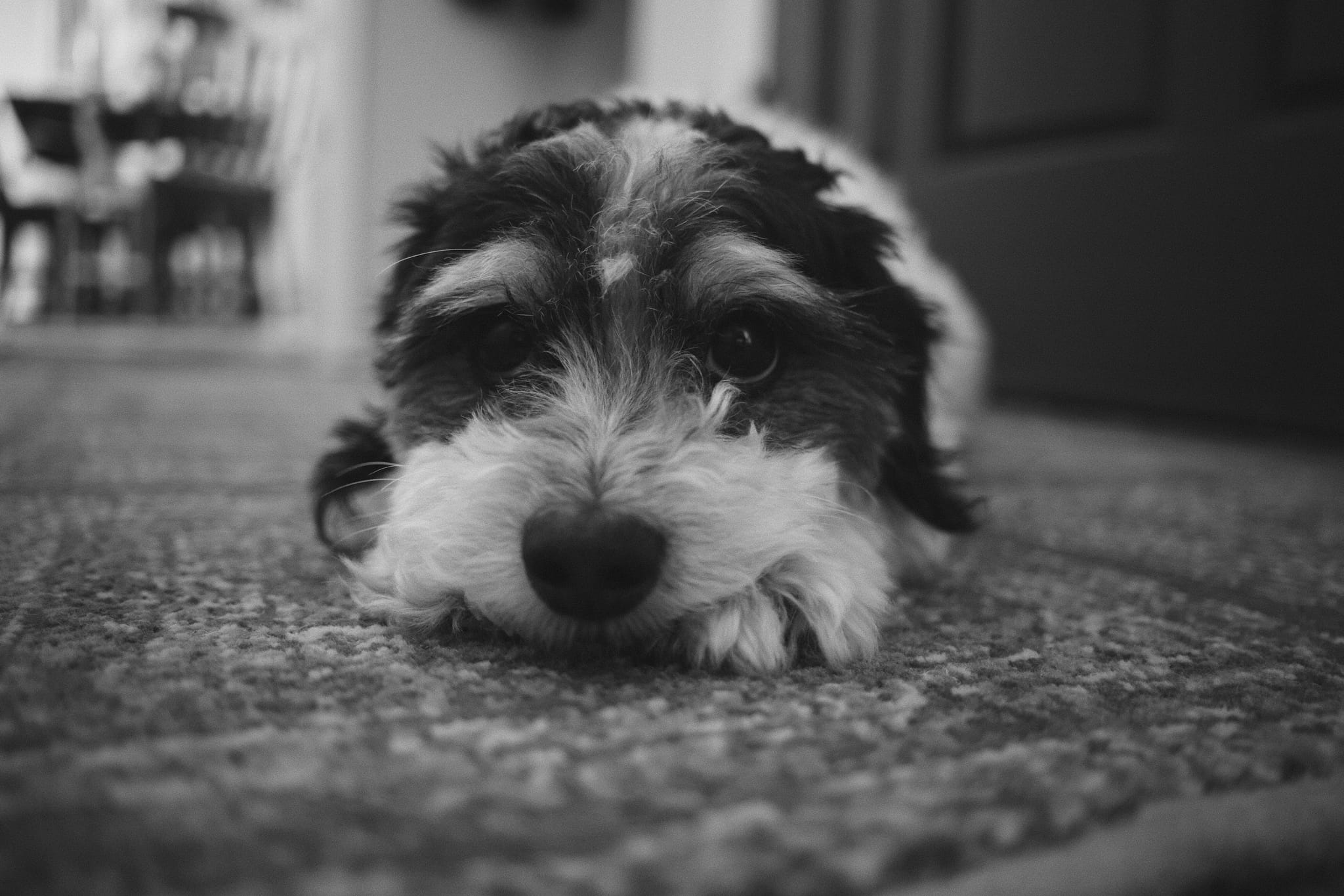 A black and white photo of a small dog lying on a carpet, looking directly at the camera with a relaxed expression