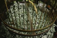 A birdcage filled with lush green plants, surrounded by a rustic metal frame