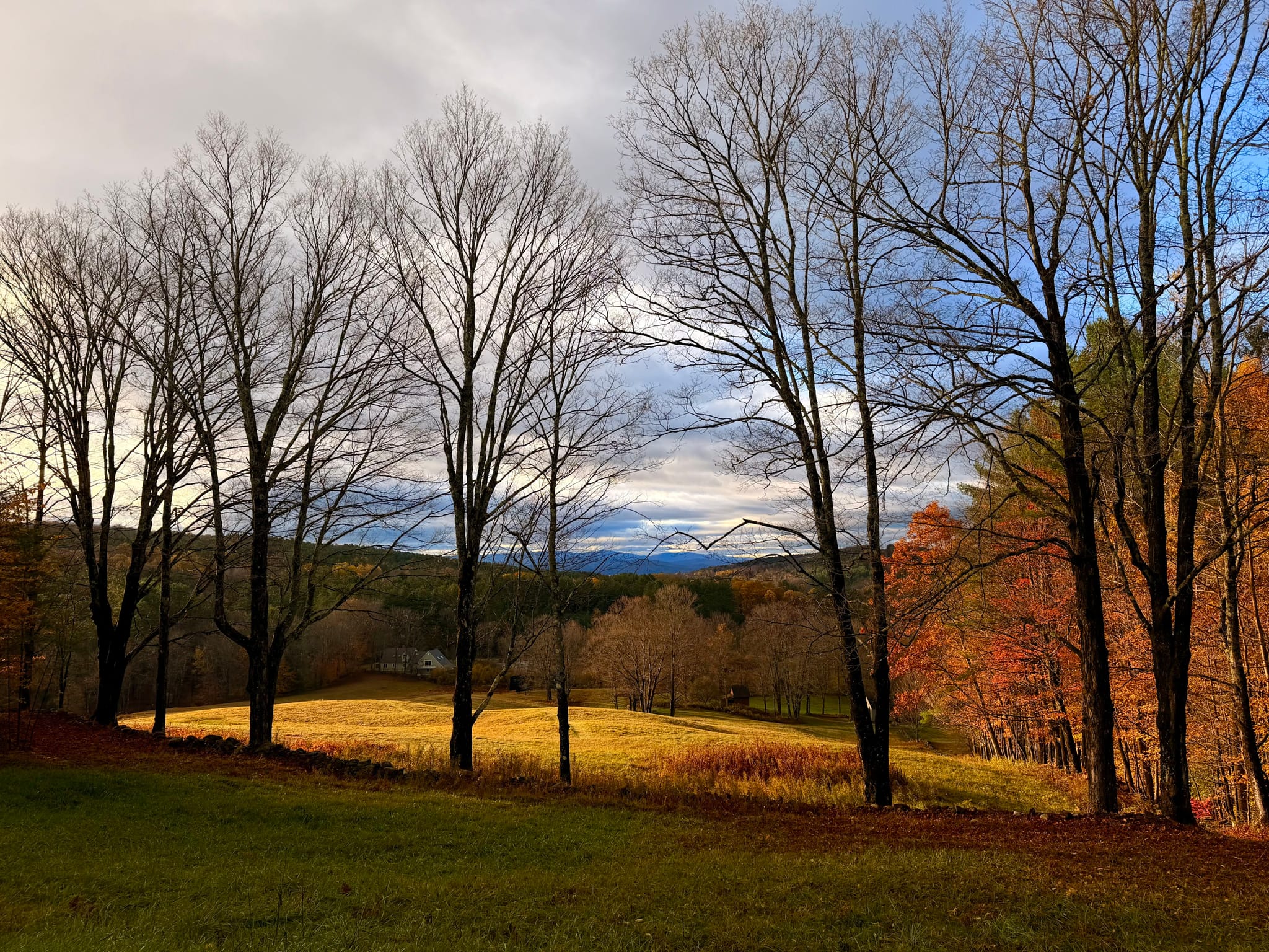 Late-autumn landscape with leafless trees, a sunlit golden field, and distant hills under a partly cloudy sky