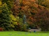 Autumn park with colorful foliage, a green lawn dotted with geese, and a lamppost beside a small blue spruce and park sign