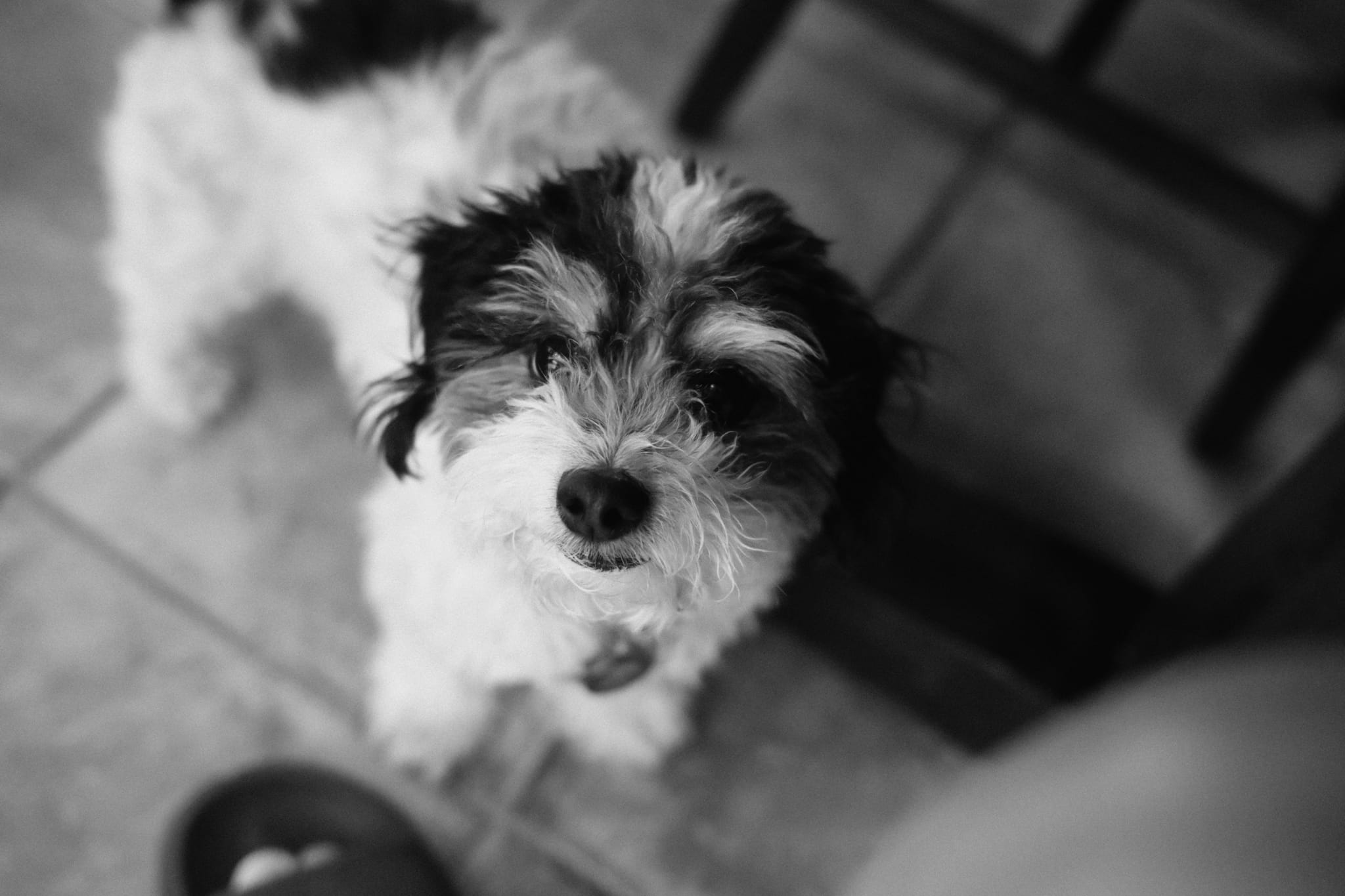 Black and white close up of a small scruffy puppy looking up toward the camera indoors