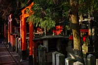 A pathway lined with vibrant red torii gates and stone lanterns, surrounded by trees and dappled sunlight