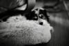 A small dog peeks over a fluffy white cushion